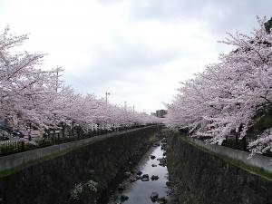 山崎川桜
